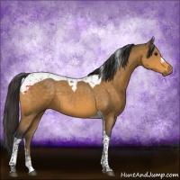 Horse Color:Buckskin Tobiano 