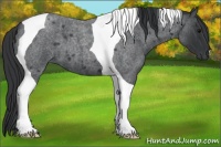Horse Color:Blue Roan Tobiano