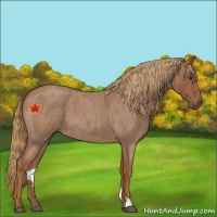 Horse Color:Red Roan 