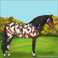 Horse Color:Bay Appaloosa 