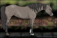 Horse Color:Grullo Sabino Varnish 