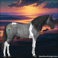 Horse Color:Blue Roan Tobiano Rabicano 