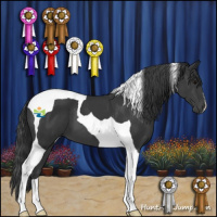 Horse Color:Black Tobiano 