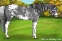 Horse Color:White Spotted Blue Roan Splash Frame Appaloosa