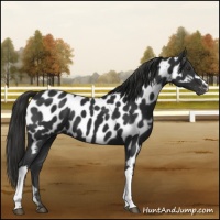 Horse Color:Liver Chestnut Appaloosa 