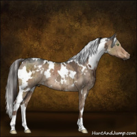 Horse Color:Gray White Spotted Liver Red Dun Ice Brindle
