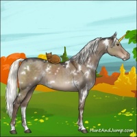 Horse Color:White Spotted Liver Red Dun Mushroom Sabino 