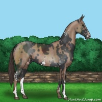 Horse Color:White Spotted Black Rabicano and Classic Champagne
