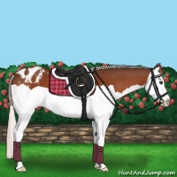 Horse Color:Silver Brown Splash Appaloosa 