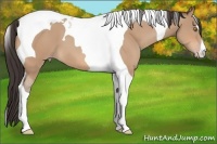 Horse Color:Amber Champagne Tobiano