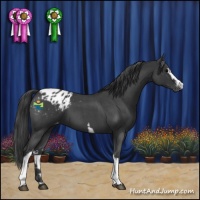 Horse Color:White Spotted Blue Roan Appaloosa 