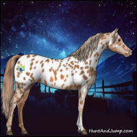 Horse Color:Chestnut Appaloosa 