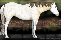 Horse Color:Buckskin Roan Splash Near Leopard 