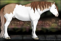 Horse Color:Red Dun Splash 