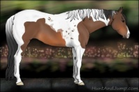 Horse Color:Bay Tobiano 