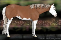Horse Color:Chestnut Splash 