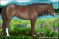 Horse Color:Liver Chestnut 