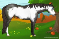 Horse Color:Liver Chestnut Frame 