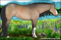 Horse Color:Brown Dun 