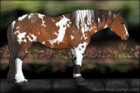 Horse Color:White Spotted Buckskin Appaloosa 