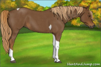 Horse Color:Gray Red Roan Tobiano