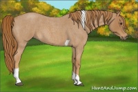 Horse Color:Red Roan Tobiano