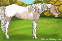 Horse Color:Chocolate Palomino Pearl Tobiano Appaloosa Rabicano 