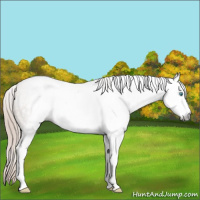 Horse Color:Gray White Spotted Chocolate Palomino Roan Pearl 