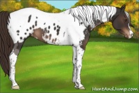 Horse Color:Liver Chestnut Tobiano Appaloosa