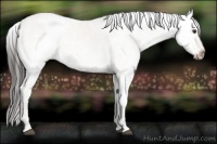 Horse Color:White Spotted Bay Dun Rabicano 