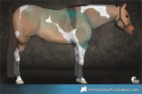 Horse Color:Bay Dun Tobiano Rabicano 