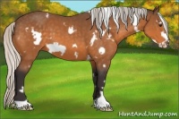 Horse Color:White Spotted Silver Buckskin Frame