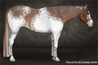 Horse Color:White Spotted Liver Red Roan 