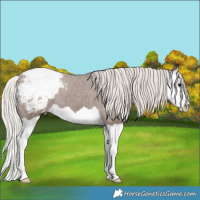 Horse Color:Silver Black Splash Appaloosa