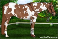 Horse Color:White Spotted Chestnut 