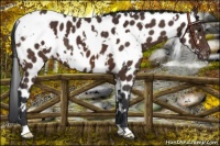 Horse Color:White Spotted Brown Near Leopard 