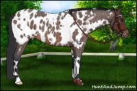 Horse Color:White Spotted Brown Roan Blanket 