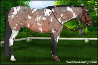 Horse Color:White Spotted Brown Roan 