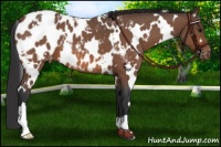 Horse Color:White Spotted Bay Roan Appaloosa 