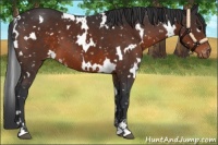 Horse Color:White Spotted Brown Sabino Appaloosa 