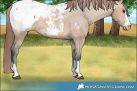 Horse Color:Bay Dun Snowcap