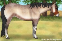 Horse Color:Bay Roan Onyx
