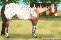 Horse Color:Bay Onyx Appaloosa 