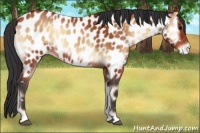 Horse Color:Bay Onyx Appaloosa