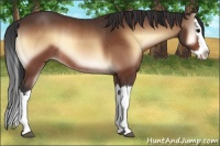 Horse Color:Brown Onyx Splash Rabicano 
