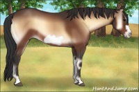 Horse Color:Brown Onyx Frame Rabicano