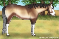 Horse Color:Bay Onyx Splash Rabicano 