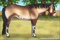 Horse Color:Bay Onyx Frame Rabicano
