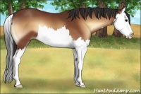 Horse Color:Bay Onyx Splash 