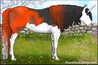 Horse Color:Black Splash 